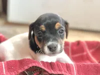 Olive, a female Jack Russell Terrier for sale in Penrose, CO – Photo 3 of 6