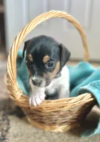 Olive, a female Jack Russell Terrier for sale in Penrose, CO – Photo 5 of 6
