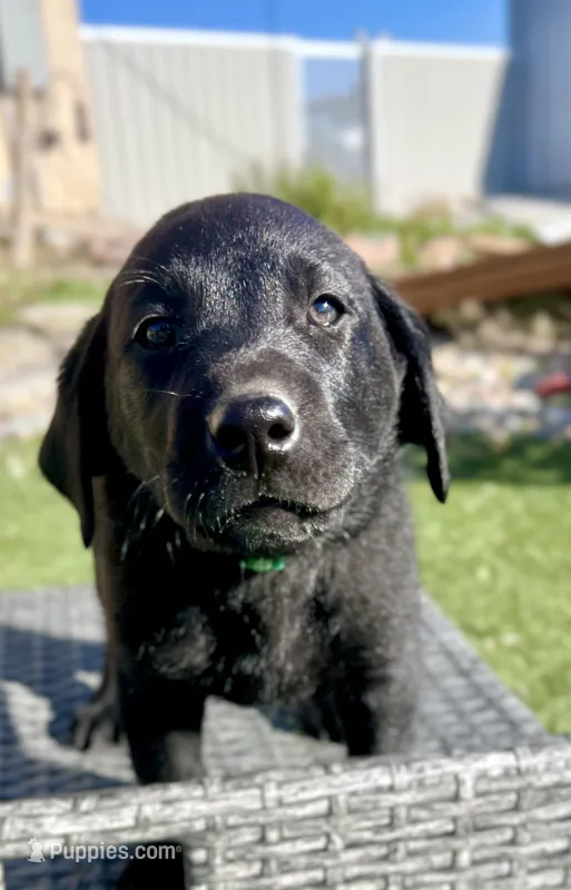 Forrest   – Labrador Retriever puppy for sale in Penrose, CO