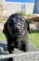 Forrest  , a male Labrador Retriever for sale in Penrose, CO – 1 of 10