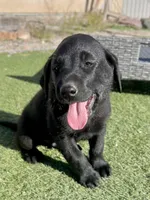 Forrest  , a male Labrador Retriever for sale in Penrose, CO – 2 of 10