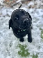 Forrest  , a male Labrador Retriever for sale in Penrose, CO – 7 of 10