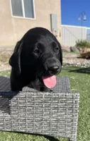 Forrest  , a male Labrador Retriever for sale in Penrose, CO – 3 of 10
