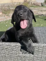 Forrest  , a male Labrador Retriever for sale in Penrose, CO – 6 of 10