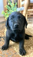 Forrest  , a male Labrador Retriever for sale in Penrose, CO – 8 of 10