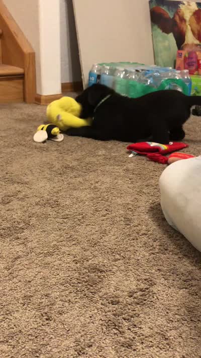 Forrest  , a male Labrador Retriever for sale in Penrose, CO – 10 of 10