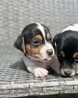 Chili, a male Jack Russell Terrier for sale in Penrose, CO – Photo 2 of 6