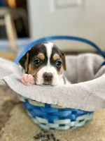 Chili, a male Jack Russell Terrier for sale in Penrose, CO – Photo 4 of 6
