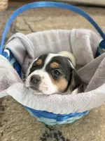 Chili, a male Jack Russell Terrier for sale in Penrose, CO – Photo 5 of 6