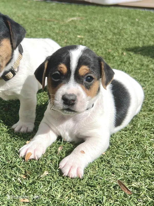 Chili, a male Jack Russell Terrier for sale in Penrose, CO – Photo 1 of 6
