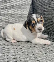 Chili, a male Jack Russell Terrier for sale in Penrose, CO – Photo 6 of 6