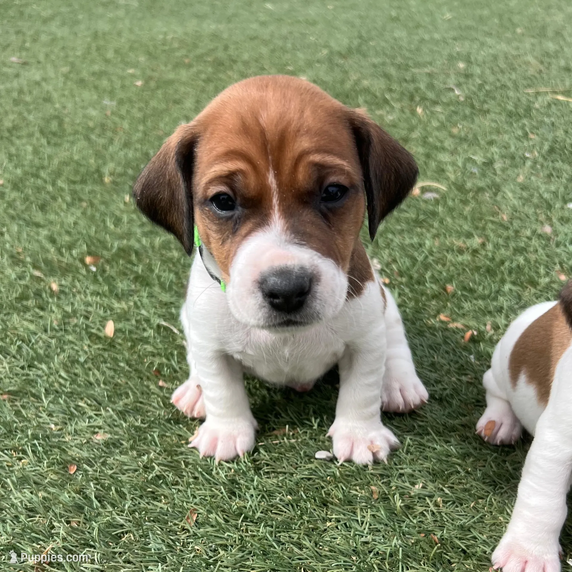 Pickle, a male Jack Russell Terrier for sale in Penrose, CO – Photo 5 of 5