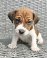 Pickle, a male Jack Russell Terrier for sale in Penrose, CO – Photo 1 of 5