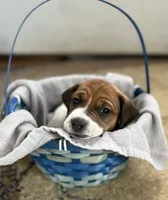 Pickle, a male Jack Russell Terrier for sale in Penrose, CO – Photo 3 of 5