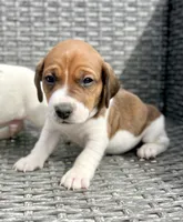 Pickle, a male Jack Russell Terrier for sale in Penrose, CO – Photo 4 of 5