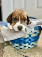 Pickle, a male Jack Russell Terrier for sale in Penrose, CO – Photo 2 of 5