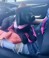 Forrest  , a male Labrador Retriever for sale in Penrose, CO – 5 of 10