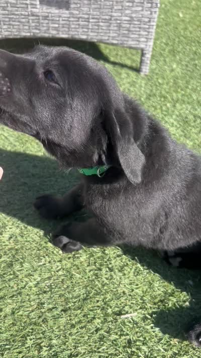 Forrest  , a male Labrador Retriever for sale in Penrose, CO – 9 of 10