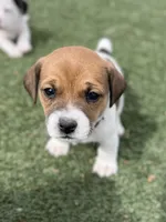 Honey, a female Jack Russell Terrier for sale in Penrose, CO – Photo 1 of 6