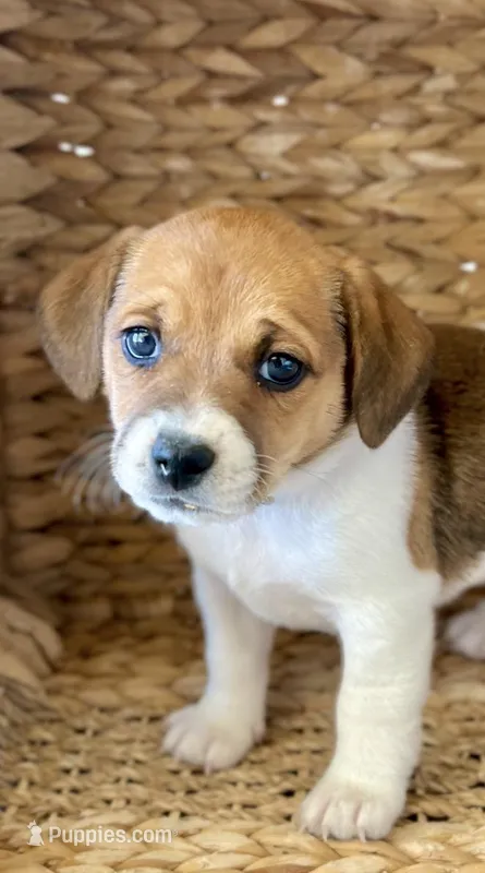 Honey  – Jack Russell Terrier puppy for sale in Penrose, CO