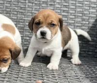 Honey, a female Jack Russell Terrier for sale in Penrose, CO – Photo 3 of 6