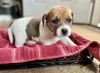 Honey, a female Jack Russell Terrier for sale in Penrose, CO – Photo 4 of 6