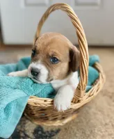 Honey, a female Jack Russell Terrier for sale in Penrose, CO – Photo 2 of 6