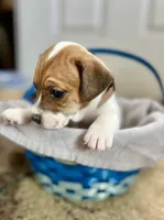 Chip, a male Jack Russell Terrier for sale in Penrose, CO – Photo 3 of 6