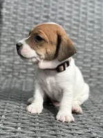 Chip, a male Jack Russell Terrier for sale in Penrose, CO – Photo 4 of 6