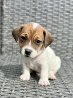 Chip, a male Jack Russell Terrier for sale in Penrose, CO – Photo 2 of 6