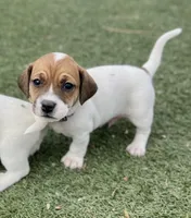 Chip, a male Jack Russell Terrier for sale in Penrose, CO – Photo 1 of 6