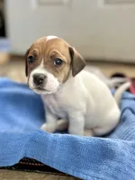 Chip, a male Jack Russell Terrier for sale in Penrose, CO – Photo 5 of 6