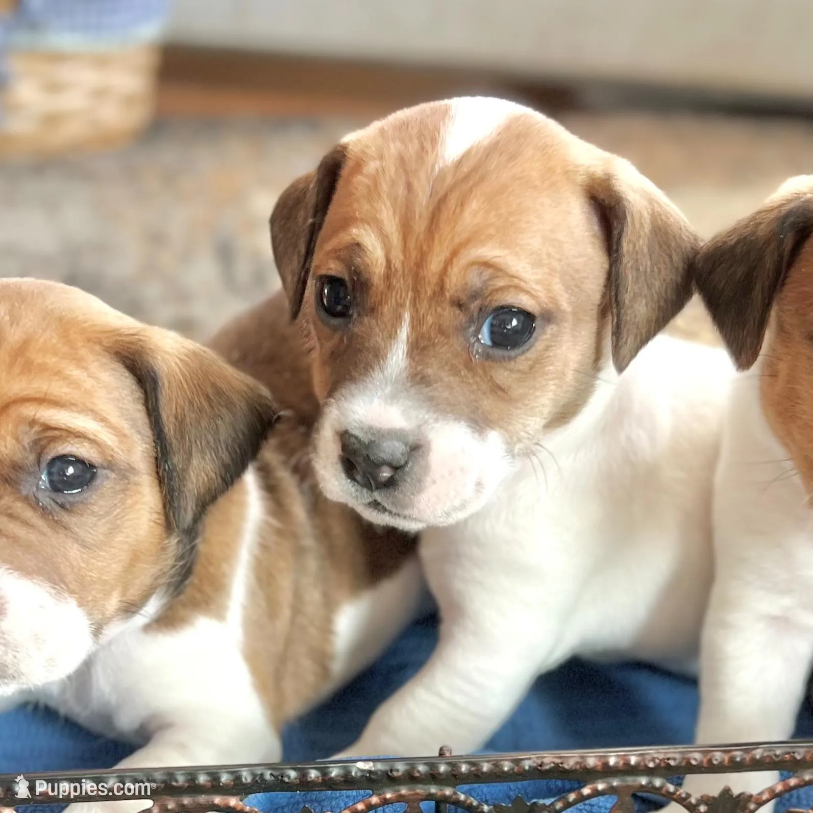 Chip, a male Jack Russell Terrier for sale in Penrose, CO – Photo 6 of 6