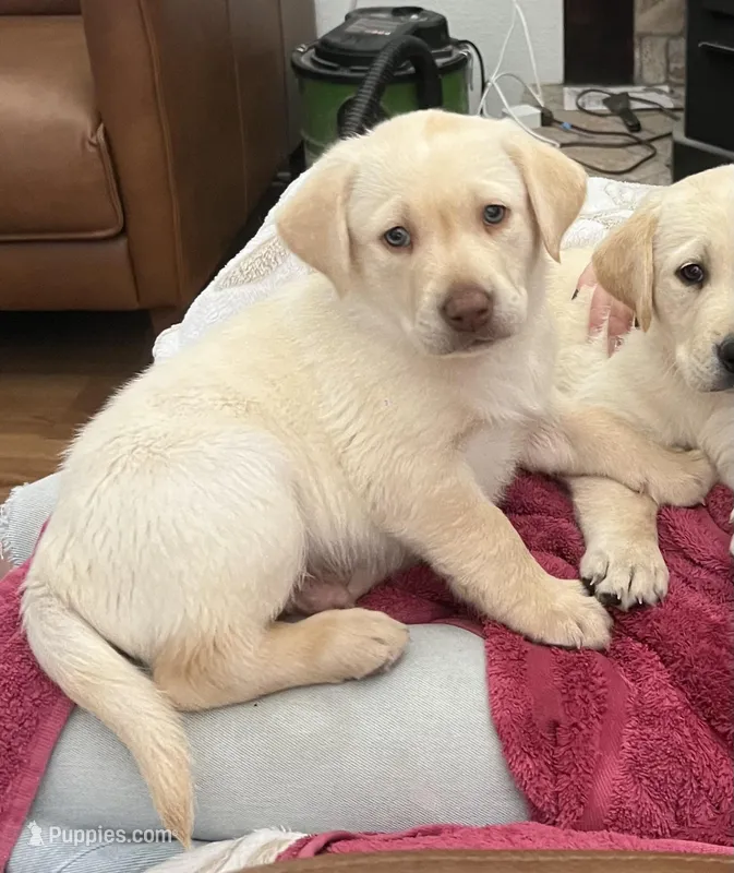 Jelly roll – Labrador Retriever puppy on hold in Penrose, CO