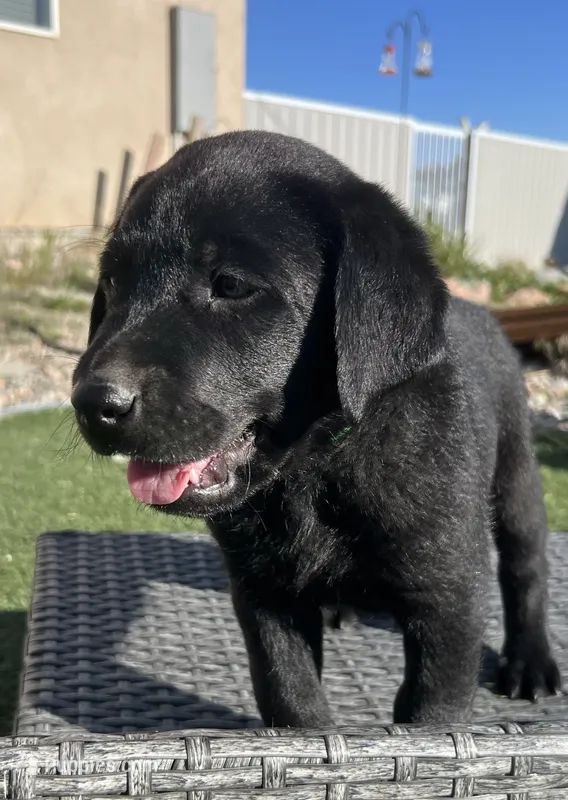 Forrest *available now – Labrador Retriever puppy on hold in Penrose, CO