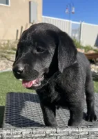 Forrest *available now, a male Labrador Retriever for sale in Penrose, CO – 1 of 9
