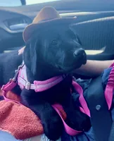 Forrest *available now, a male Labrador Retriever for sale in Penrose, CO – 2 of 9