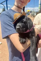 Forrest  , a male Labrador Retriever for sale in Penrose, CO – 4 of 10