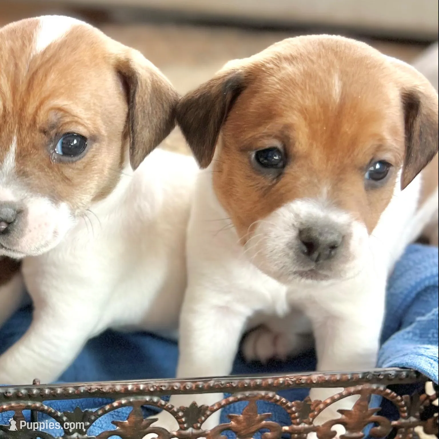 Biscuit , a male Jack Russell Terrier for sale in Penrose, CO – Photo 6 of 6