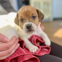 Teddy bear, a male Jack Russell Terrier for sale in Penrose, CO – Photo 5 of 7