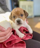 Biscuit , a male Jack Russell Terrier for sale in Penrose, CO – Photo 4 of 6