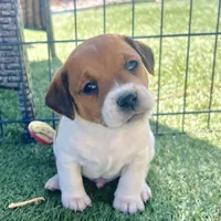 Teddy bear, a male Jack Russell Terrier for sale in Penrose, CO – Photo 1 of 7