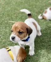 Biscuit , a male Jack Russell Terrier for sale in Penrose, CO – Photo 3 of 6