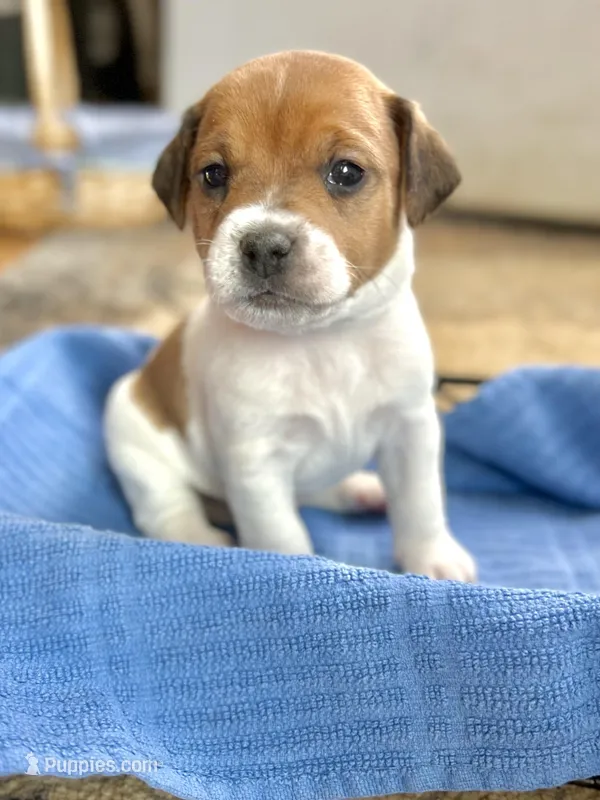 Biscuit , a male Jack Russell Terrier for sale in Penrose, CO – Photo 1 of 6