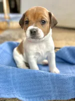 Biscuit , a male Jack Russell Terrier for sale in Penrose, CO – Photo 1 of 6