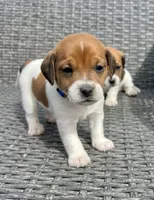 Biscuit , a male Jack Russell Terrier for sale in Penrose, CO – Photo 5 of 6