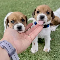 Teddy bear, a male Jack Russell Terrier for sale in Penrose, CO – Photo 3 of 7