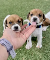 Biscuit , a male Jack Russell Terrier for sale in Penrose, CO – Photo 2 of 6