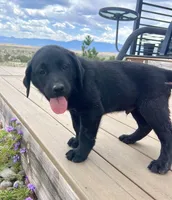 Forrest *available now, a male Labrador Retriever for sale in Penrose, CO – 5 of 9