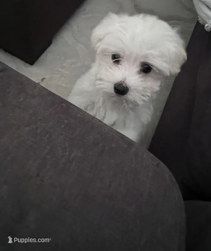 Snoopy – Maltese puppy for sale in Palm Beach, FL
